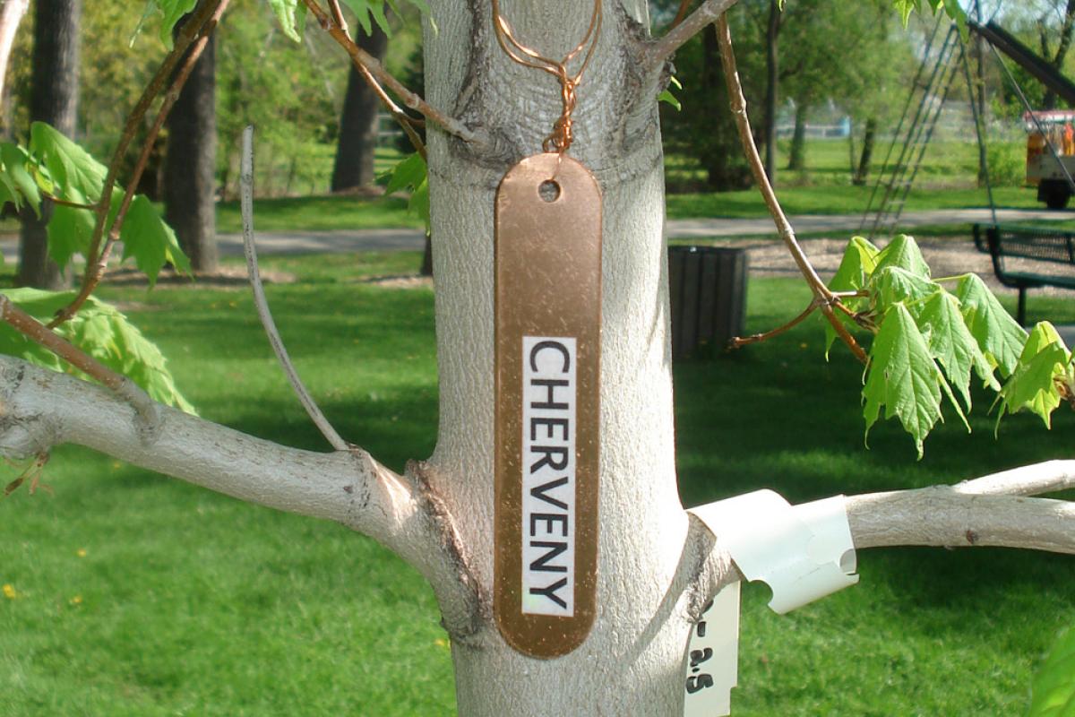 Legacy Program Current Tree Plantings - Cherveny
