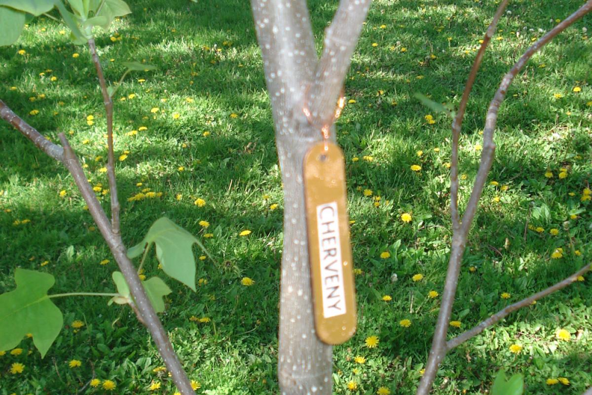Legacy Program Current Tree Plantings - Cherveny