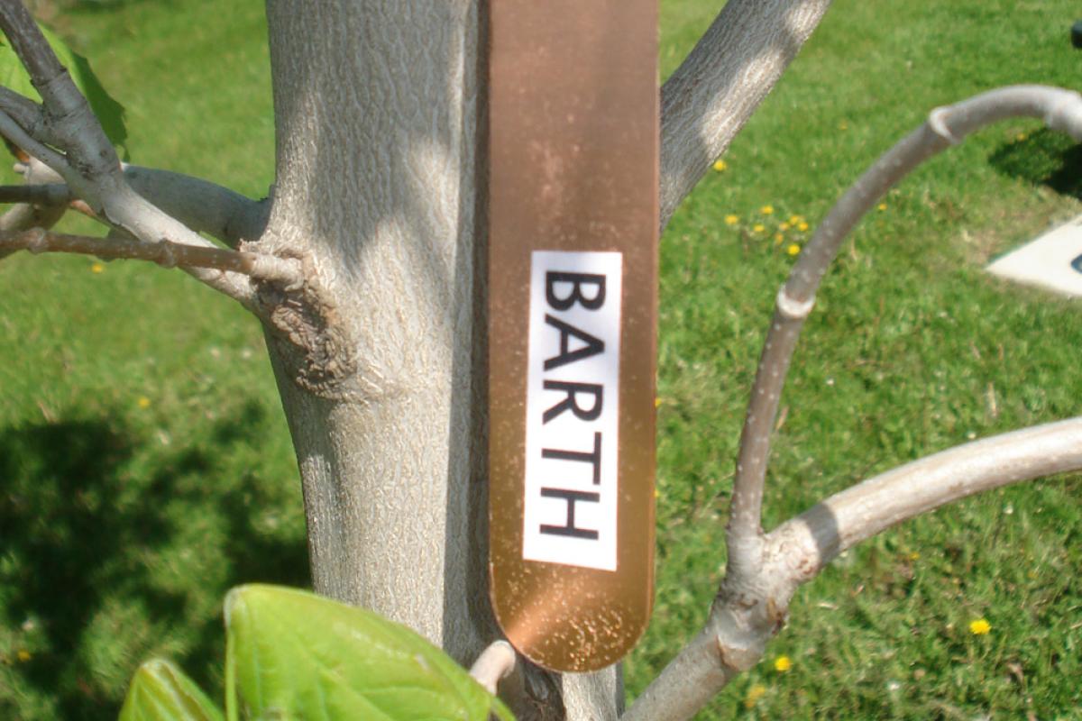 Legacy Program Current Tree Plantings - Barth