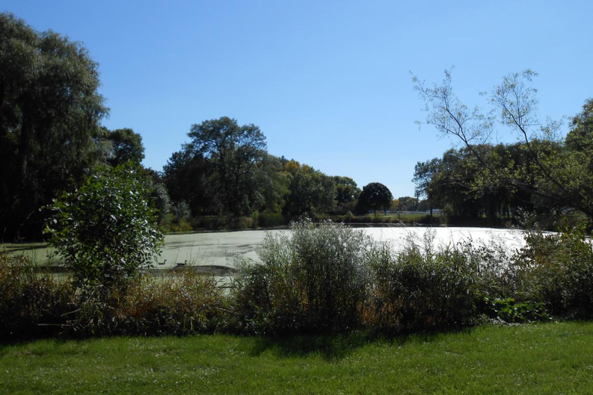 Willowbrooke Park Pond