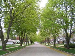 Cedarburg Tree Lined Street
